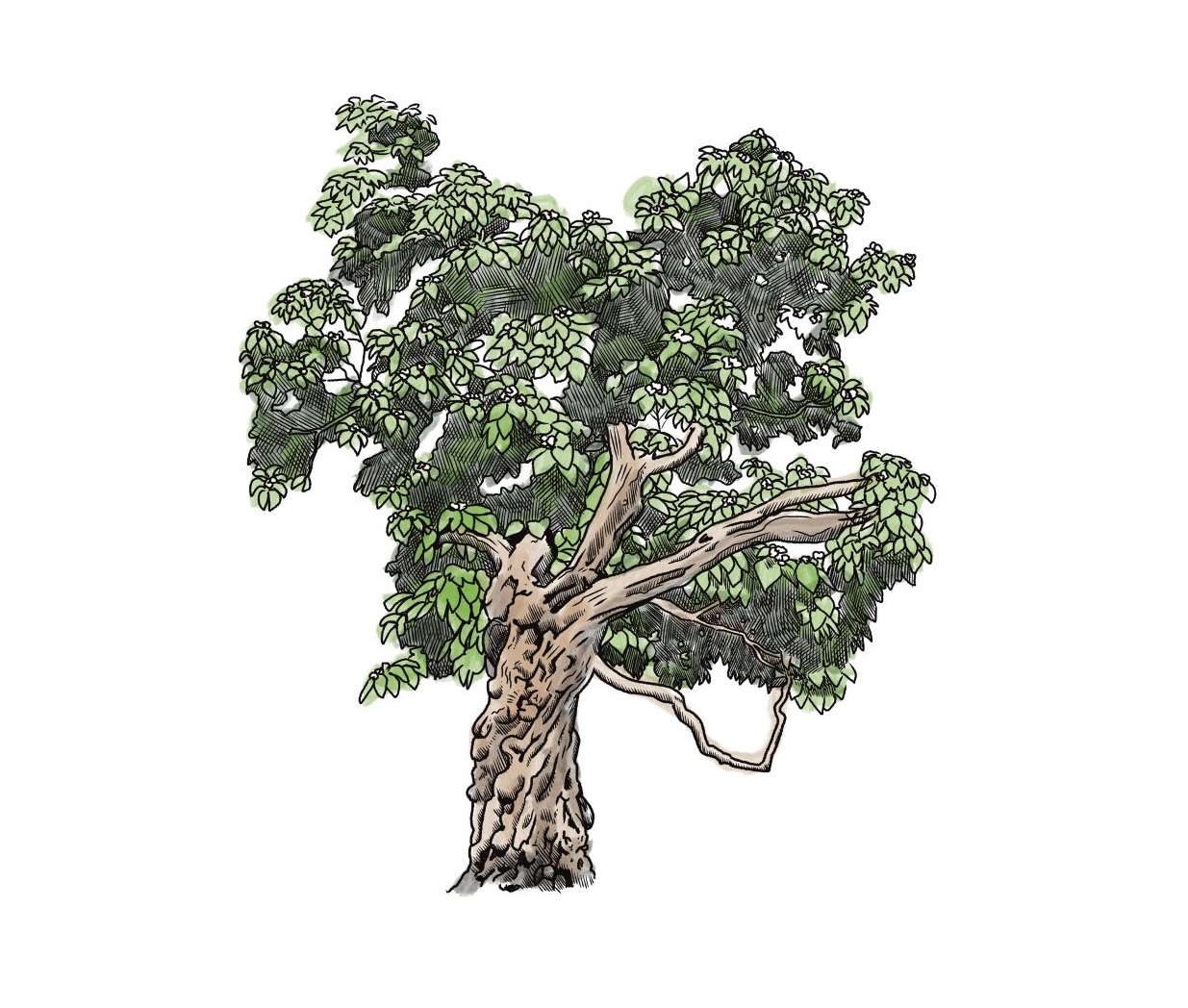 Illustration of a common catalpa.