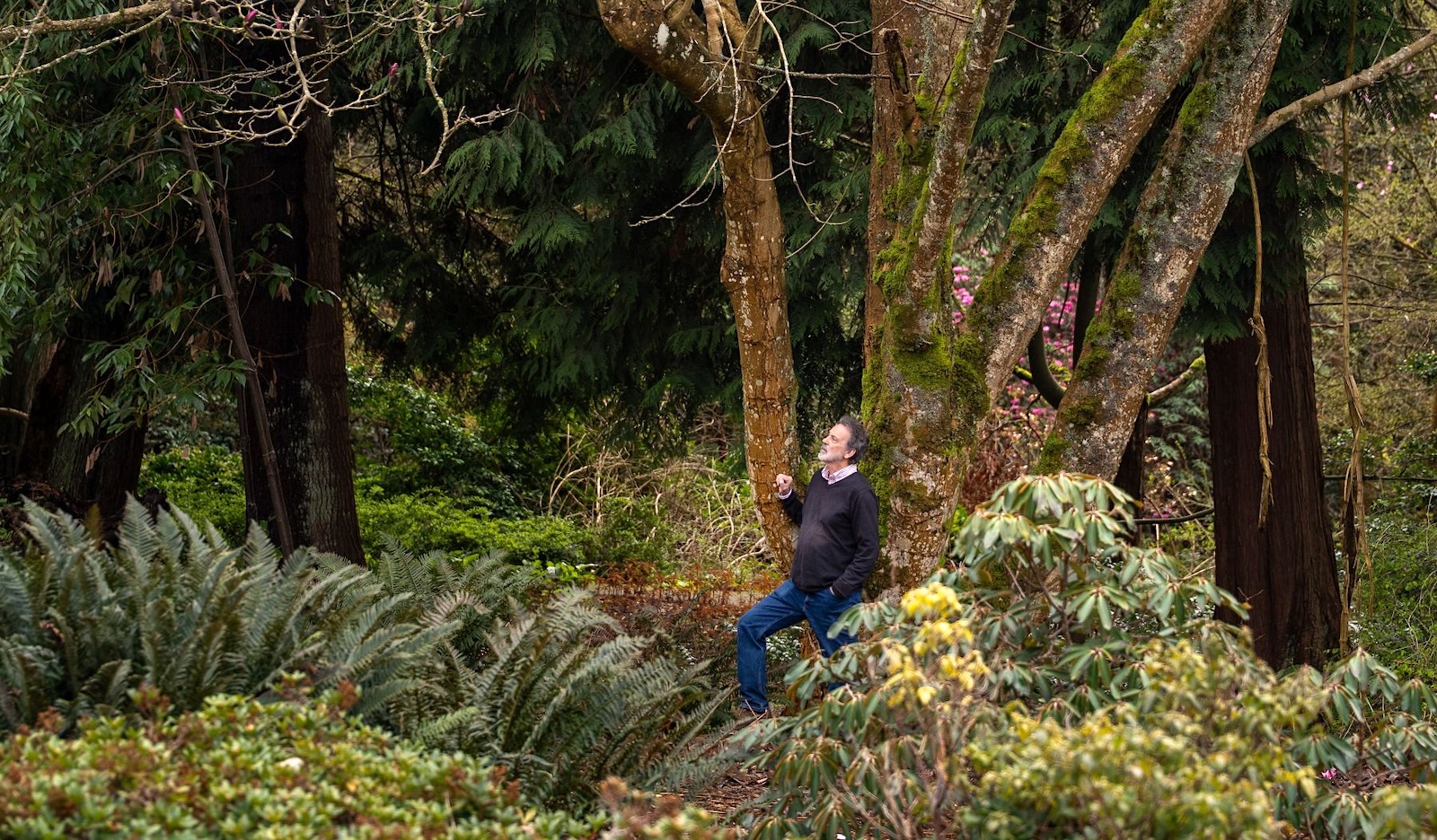 A man with light skin and dark grey hair wearing a charcoal sweater and jeans walks through a wooded area.