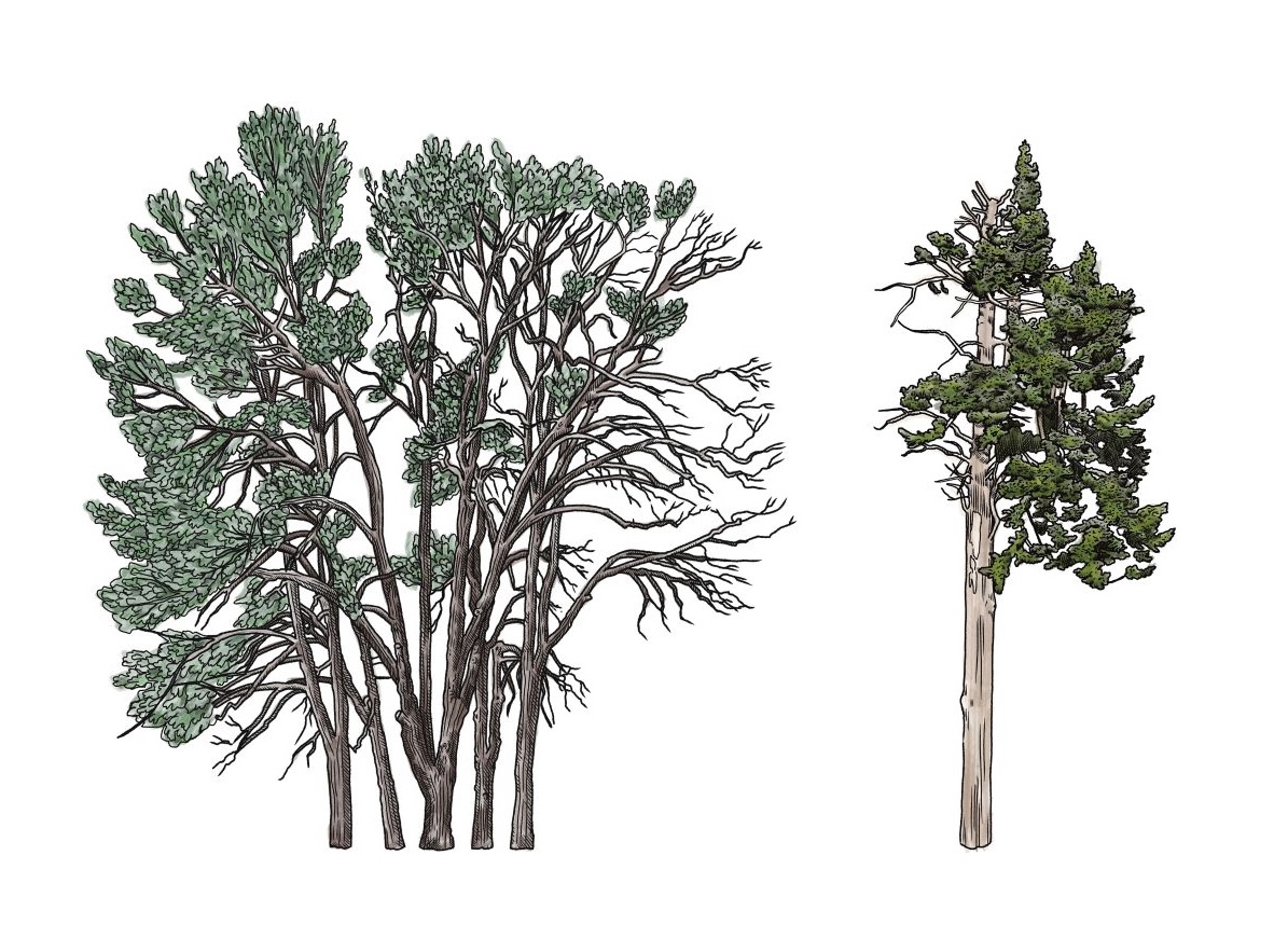 851px version of DutchElmsDouglasFir.jpg