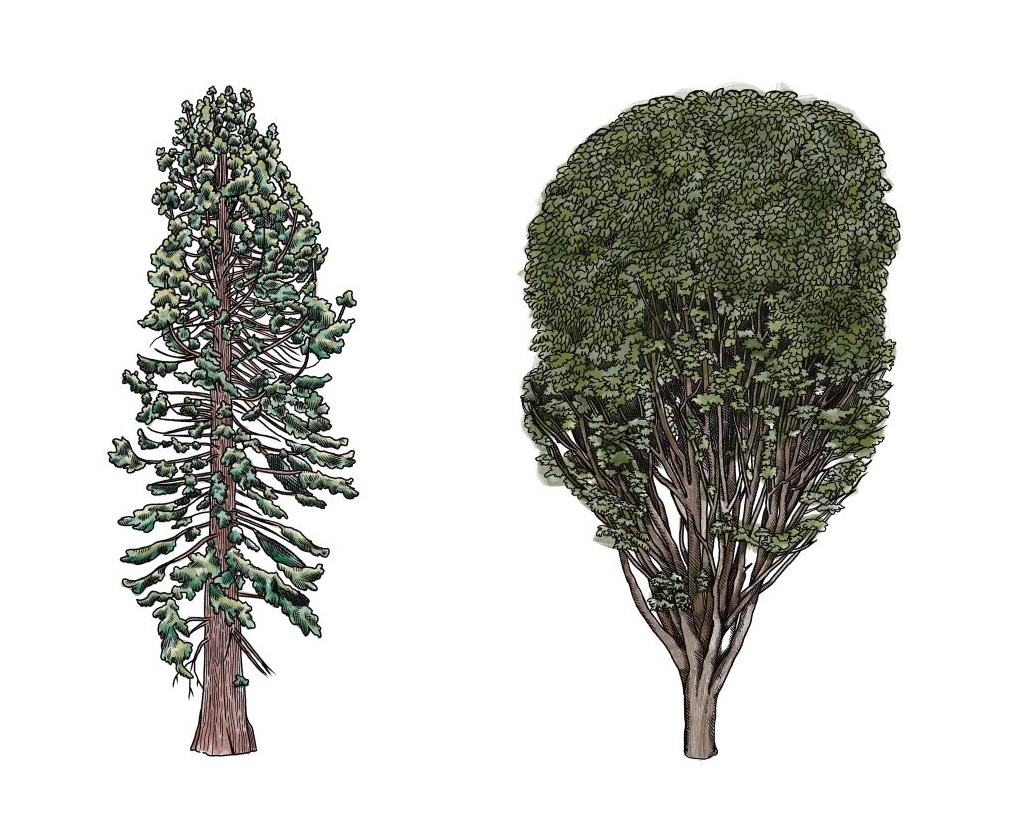 Illustration of a giant sequoia on the left and a European hornbeam on the right.