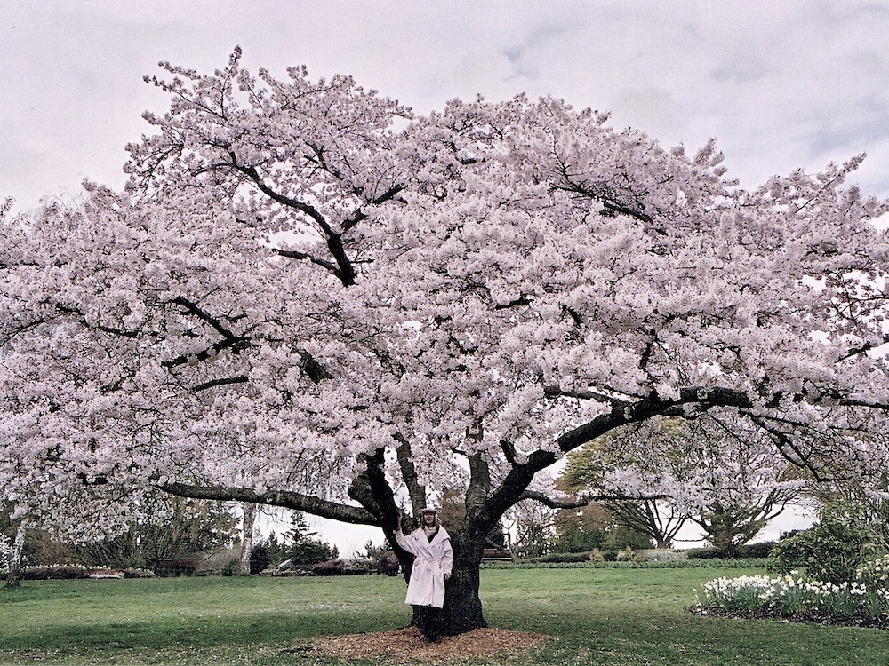 They Cut Down ‘Grandpapa’