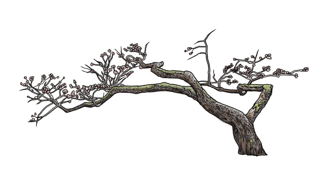 Illustration of an &rsquo;Ojochin&rsquo; cherry.