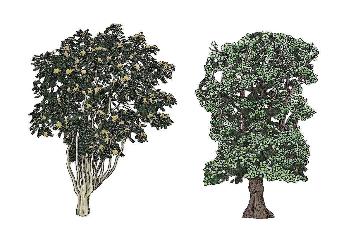 Illustration of a tree of heaven on the left and a bigleaf maple on the right.