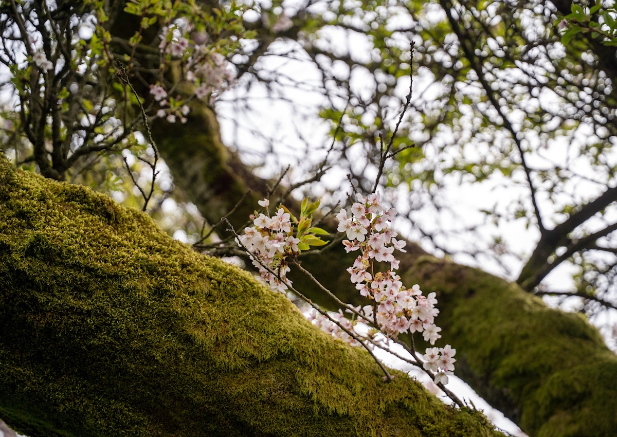 A close-up of a large mossy branch and light-pink cherry blossoms.