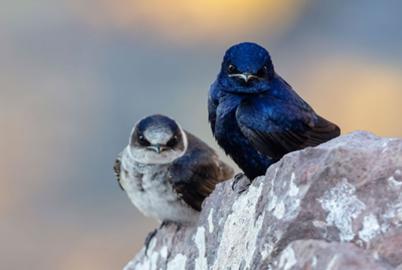 The Birds Who Call Us Home