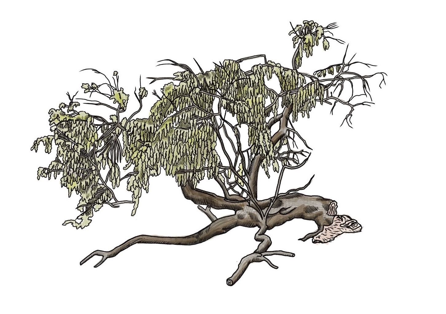 Illustration of a weeping willow.
