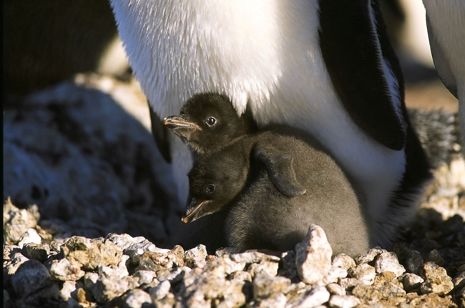 Two Ad&eacute;lie penguin chicks nestle against a parent&rsquo;s white feathery belly. They have black feathers and are standing in the sun on craggy rocks.