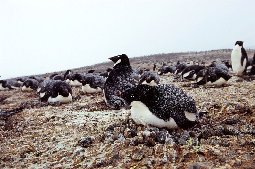 Ad&eacute;lie penguins lie on their bellies on a brown rocky expanse. They are incubating eggs. The black feathers on their backs are lightly dusted with snow. The sky is white.