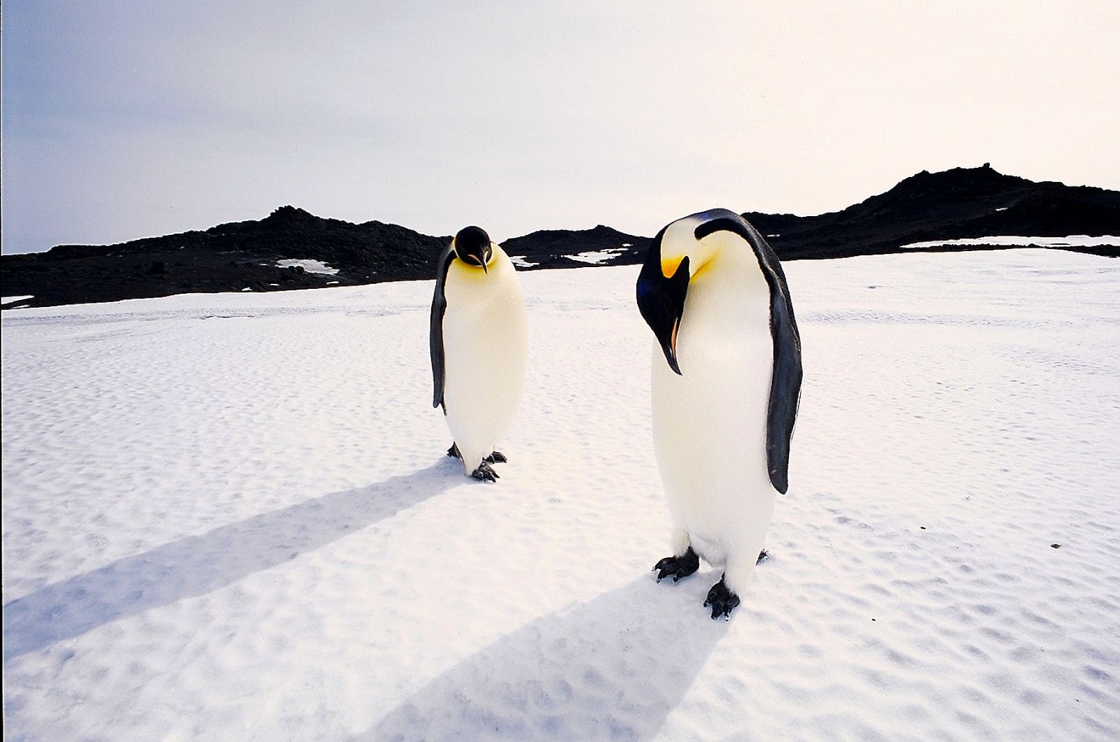 Two emperor penguins, distinctive for their yellow markings stand in the snow. Behind them are black craggy rocks and a vast sky.