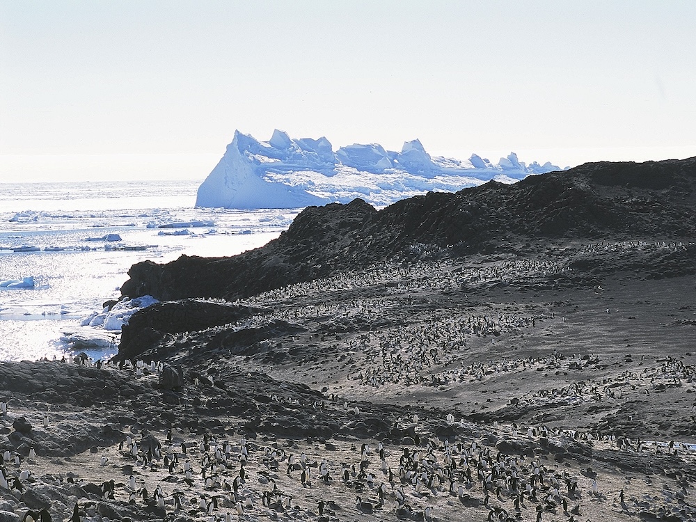 Searching for Penguins at the End of the World