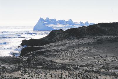 Searching for Penguins at the End of the World