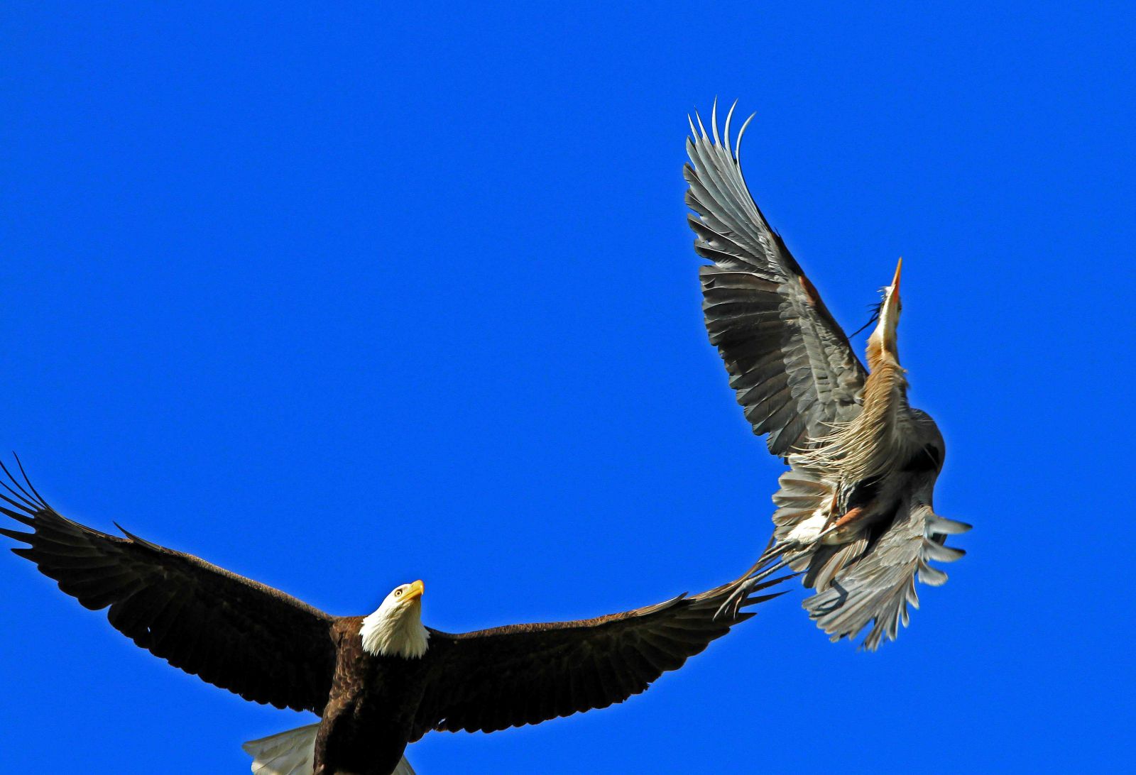 A bald eagle, left, flies against a blue sky, its brown wings spread. Beside it to the right is a great blue heron midflight; its blue-grey wings are angled awkwardly.