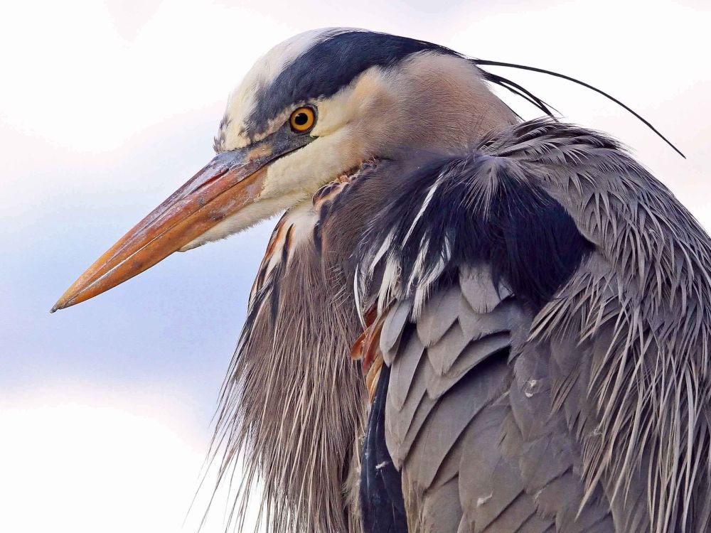 Diary of an Accidental Birder