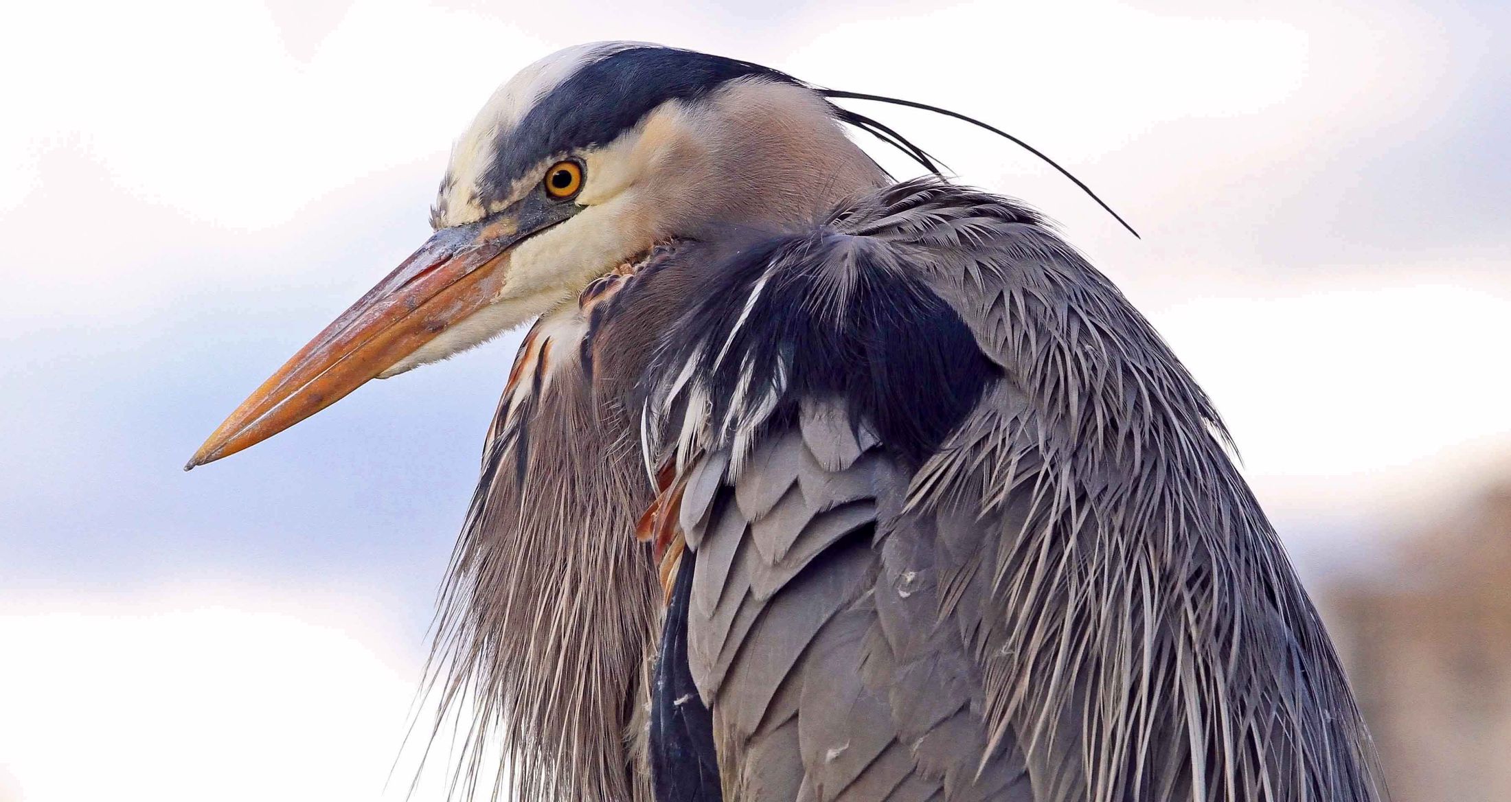 A great blue heron in profile, facing the left of the frame, has a yellow eye and blue and grey feathers. It is standing against a white sky.