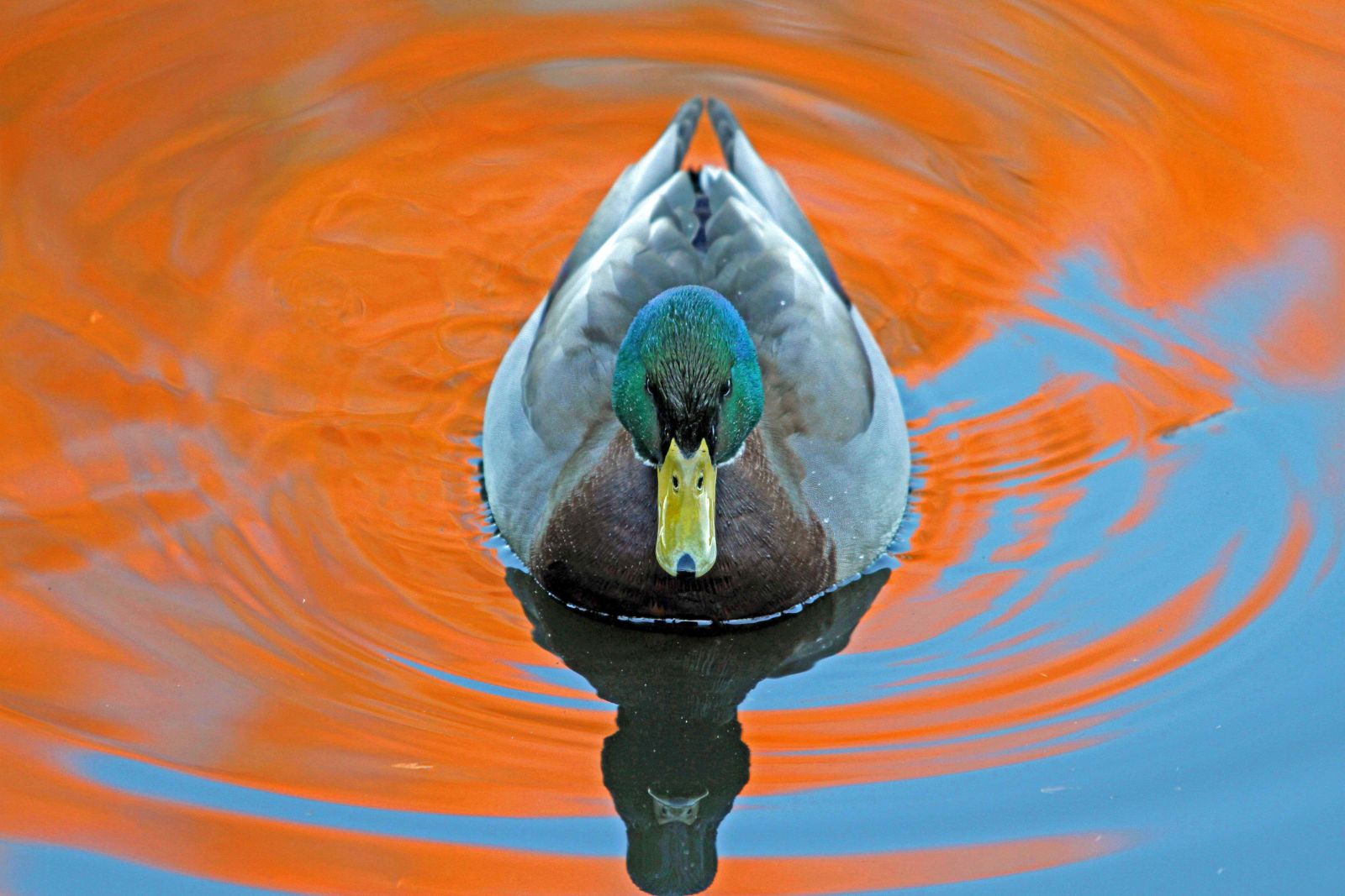 A mallard duck has green feathers on its head, a yellow bill and grey feathers on its back. It is swimming in water with reflected blue and orange colours in it.