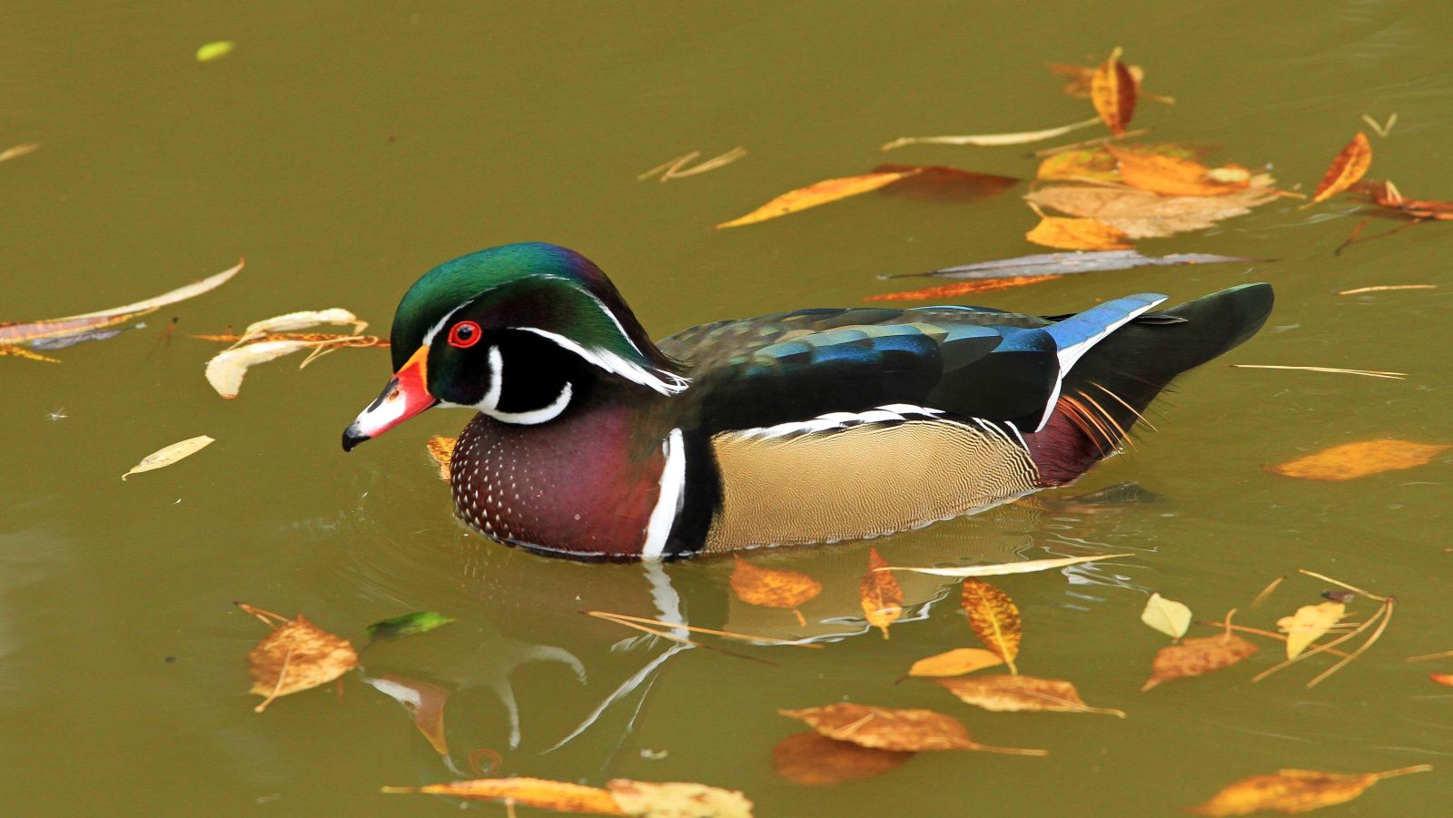 A wood duck has bright green, brown, blue and black plumage. It is swimming through water with a green reflection. The surface is laced with yellow leaves.