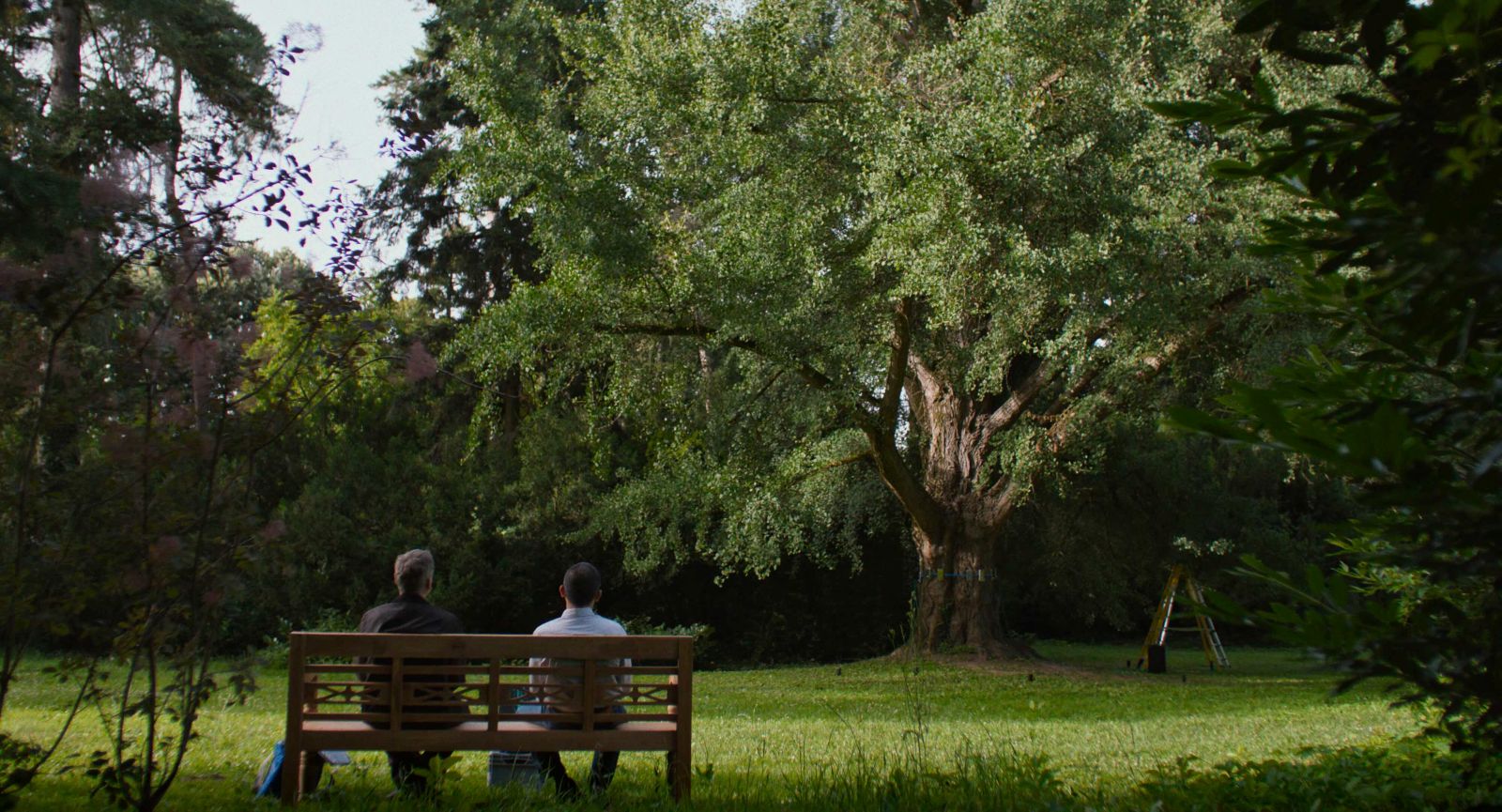 Two men sit on a wooden bench to the lower left of the frame. They are sitting amid greenery in a wooded area. In front of them is a stately deciduous tree with bright green leaves.