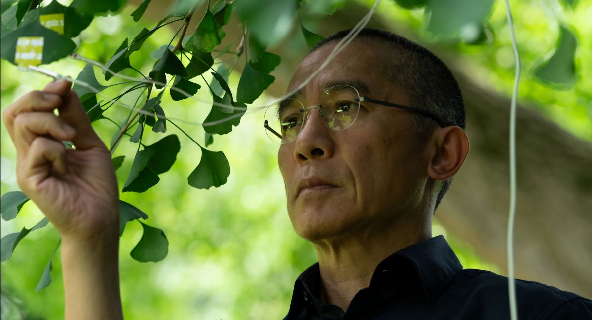 Actor Tony Leung-Chiu-wai has thin classes and short black hair in a buzzcut. He is wearing a navy button-down shirt and closely examining the green leaves of a gingko tree.