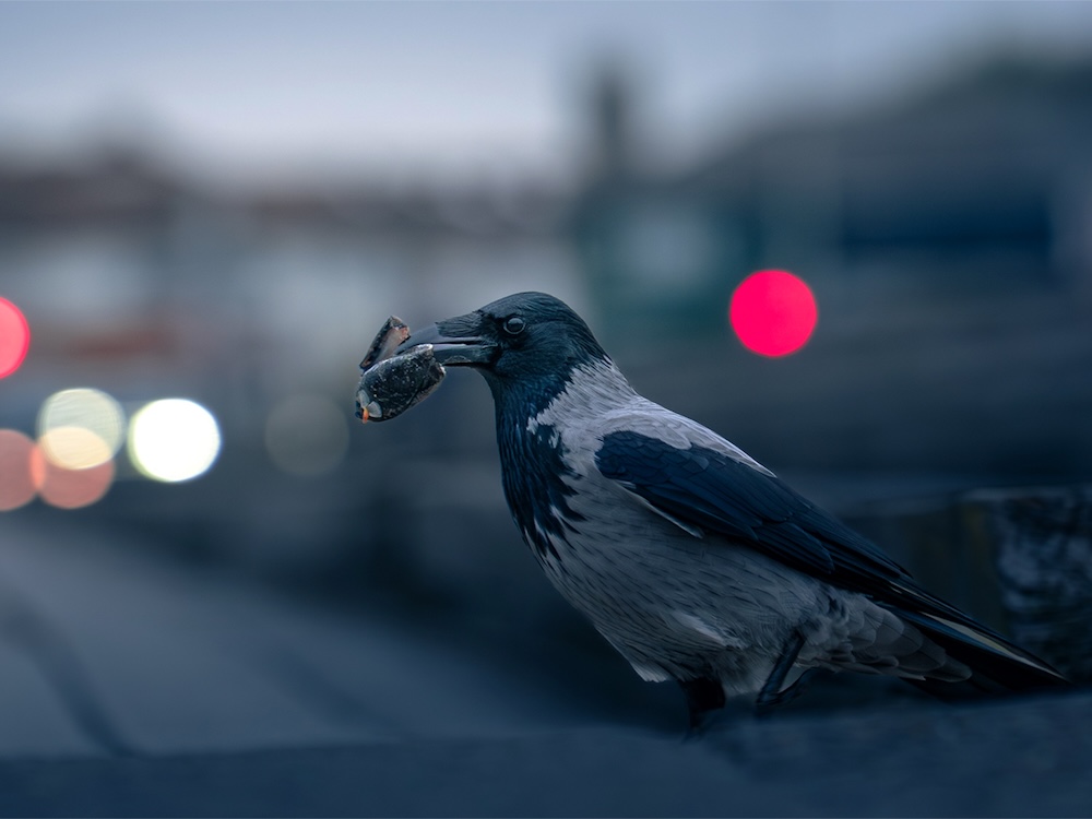 A crow carries a clam on the beach. Behind, city lights.