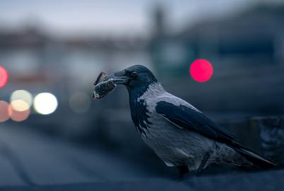 Who’s the Smartest Corvid?