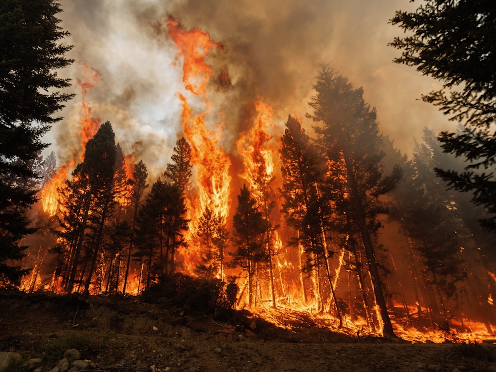 Evergreen trees burn in a forest fire.