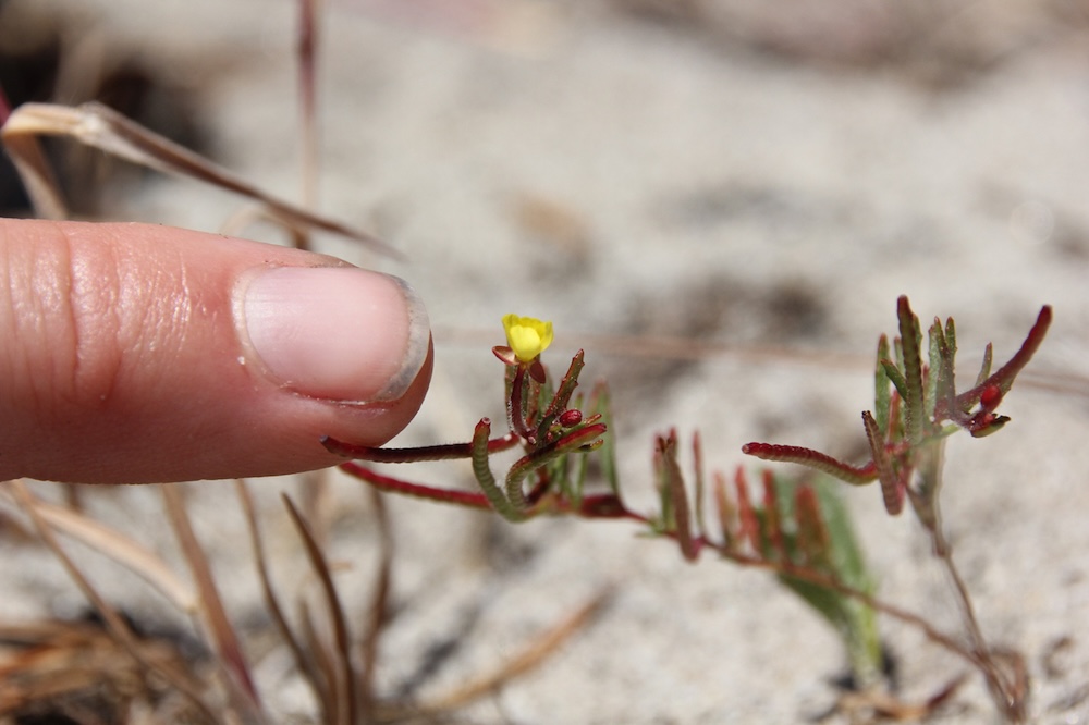 A finger points to a tiny yellow bloom, much smaller than a fingernail.