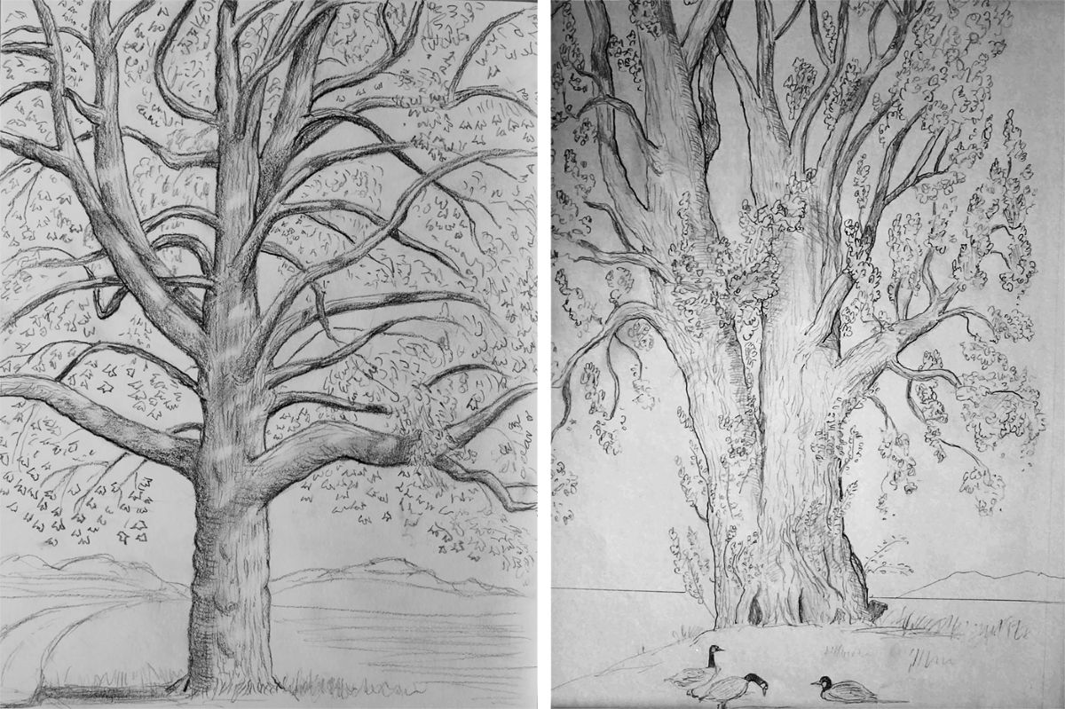Two pencil sketches depict, at left, a tulip tree on blue paper, and at right, a popular tree with Canada geese at its base on light grey paper.