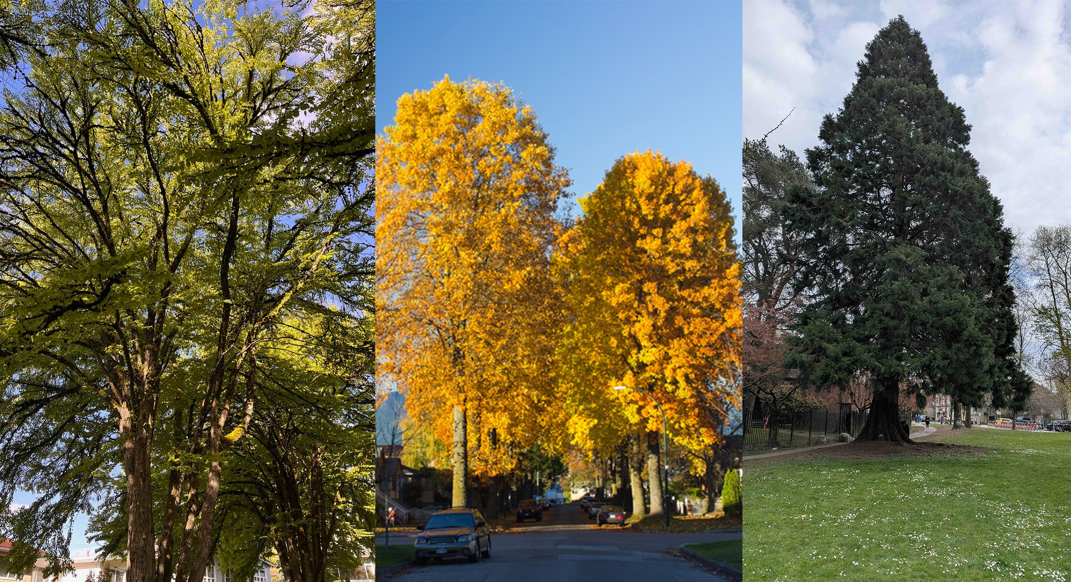 A three-panel image of three tree photographs features, from left, a katsura tree, a big leaf maple and sequoia tree.