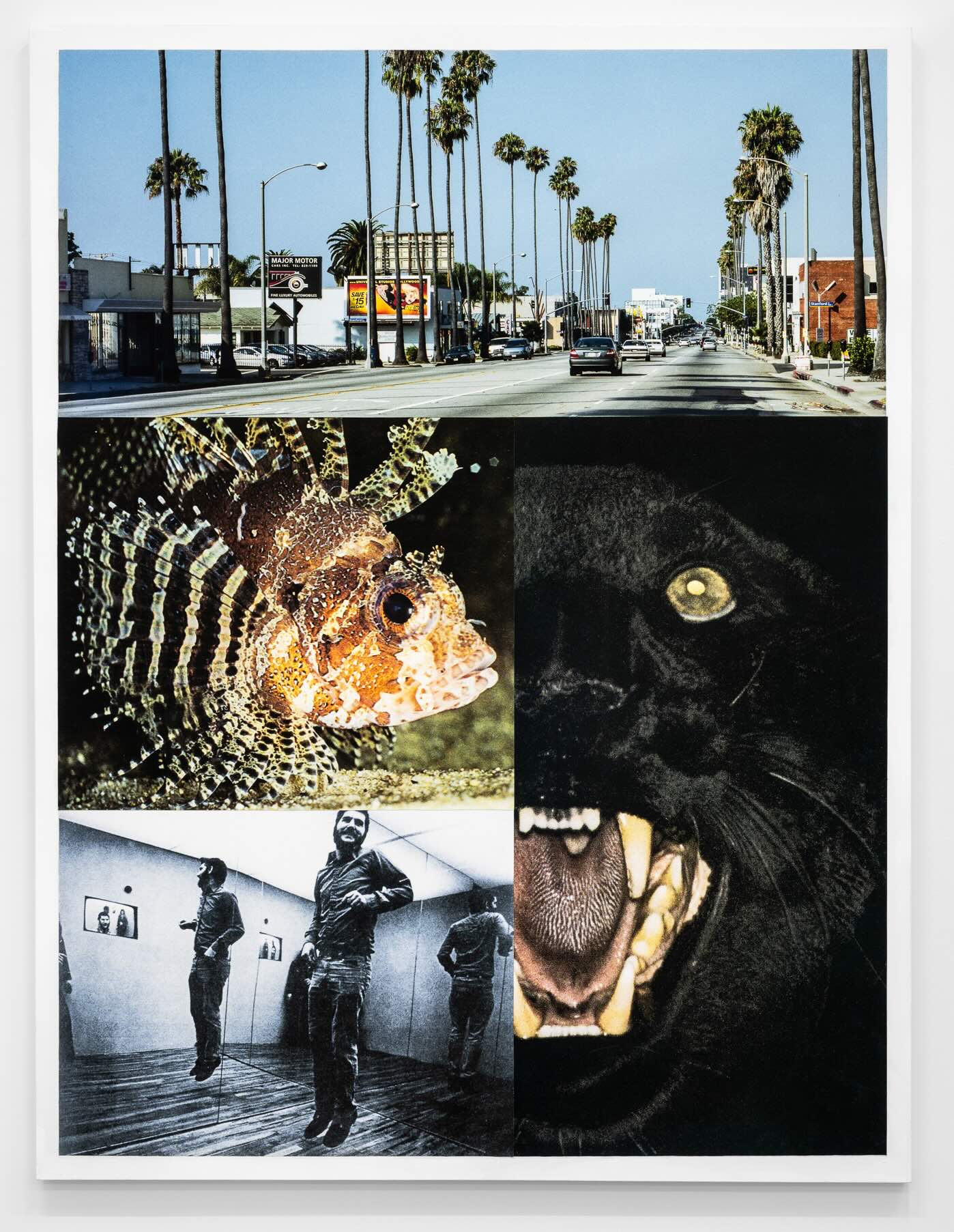 A large multimedia piece of artwork features four images together. Clockwise from top, an urban boulevard lined with palm trees; the face of a roaring black wildcat, a black-and-white photo of a man jumping in a room with mirrored walls; an orange tropical fish. 