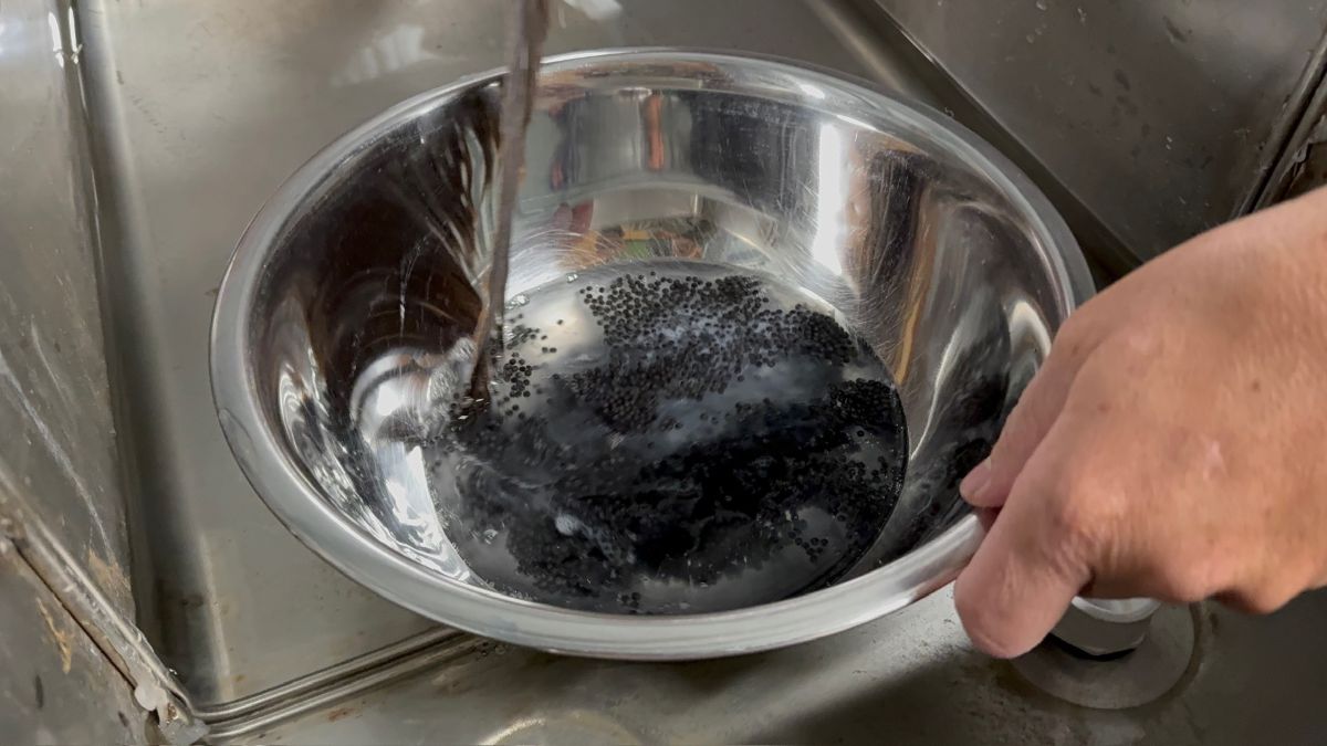 Milt is poured into stainless steel bowls holding eggs.