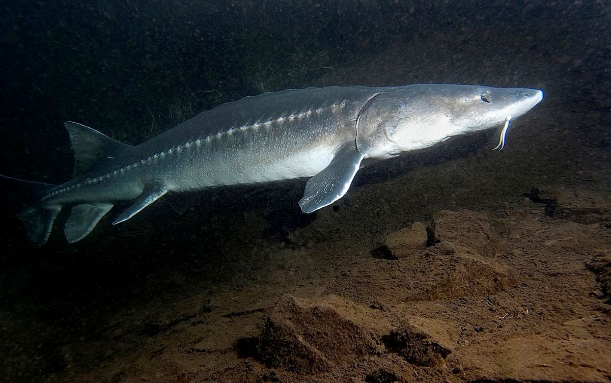 A white sturgeon swims underwater.