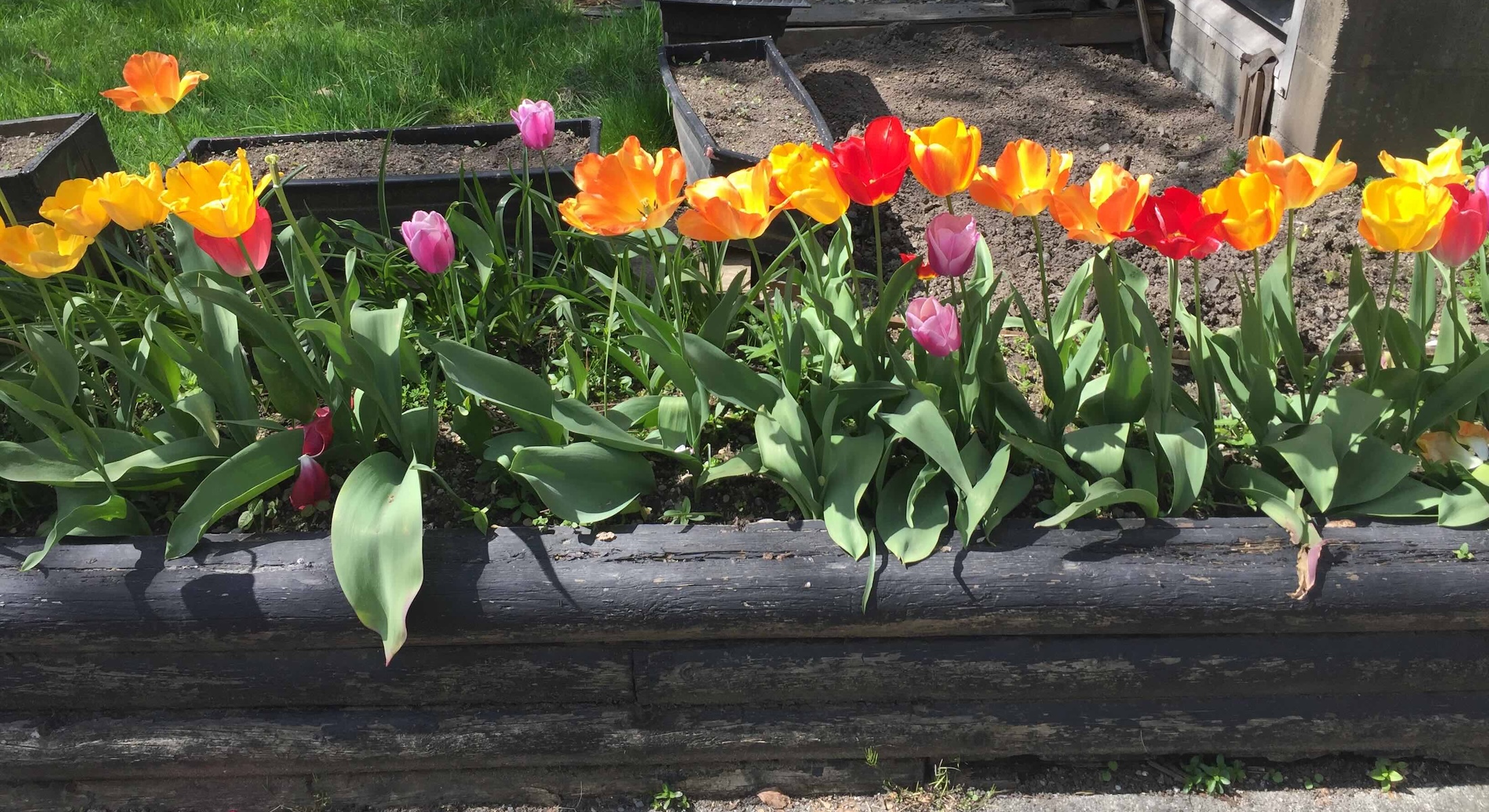 A row of colourful tulips grows from a black wooden garden box in a sunny yard.