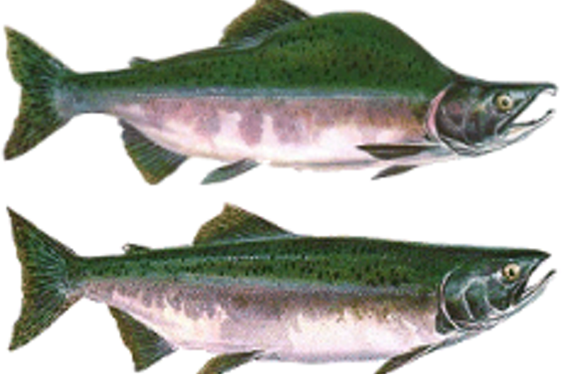 In Praise of the Lowly Pink Salmon