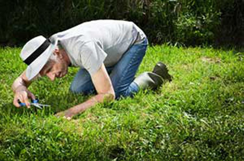 Are You Addicted to (Mown) Grass?