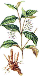 ibogaine