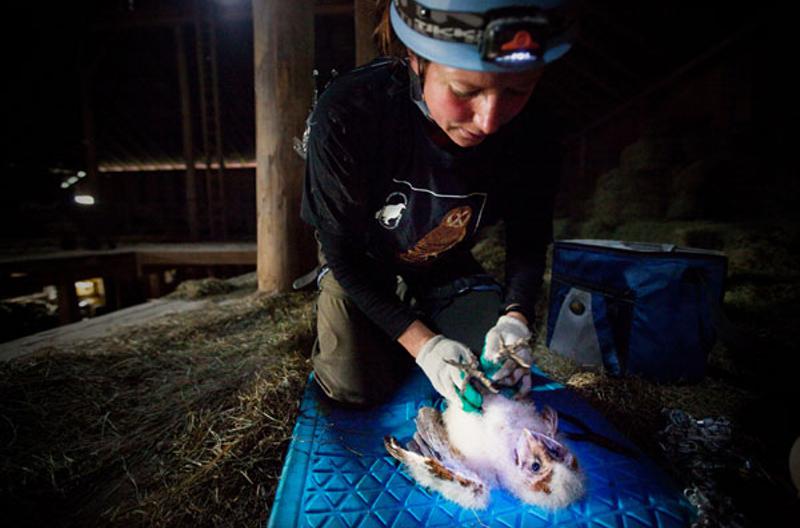 'Super-toxic' Rat Poisons Killing BC's Rare Barn Owls, Other Wildlife