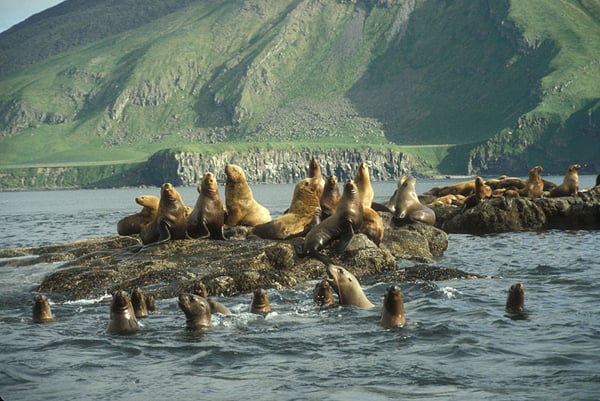 Sea lions in Alaska