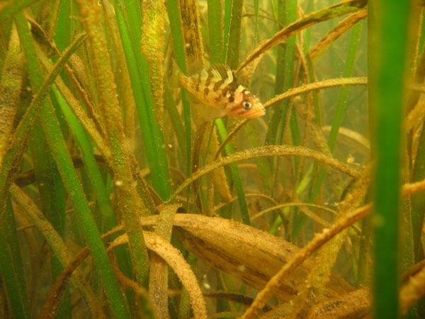 Baby copper rockfish in eelgrass
