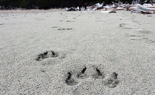 Wolf tracks on a beach on the Central Coast