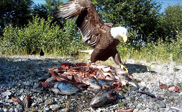 Eagle eats salmon on Central Coast