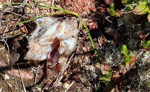 Fish decomposing into the forest on Central Coast