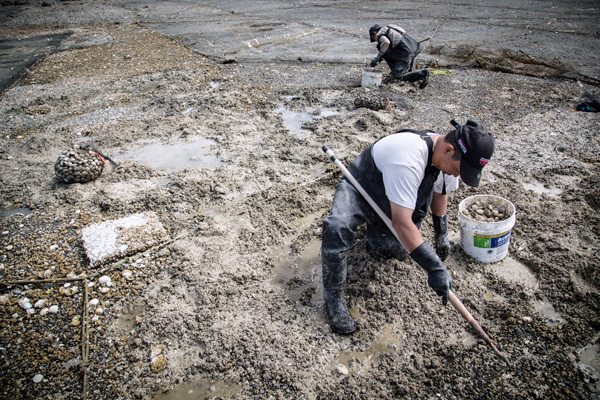 582px version of Shellfish Workers