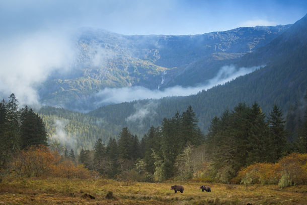 Landscape with grizzlies