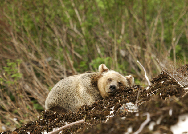 582px version of Sleeping grizzly