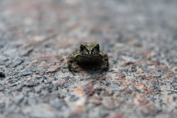 Toad highway