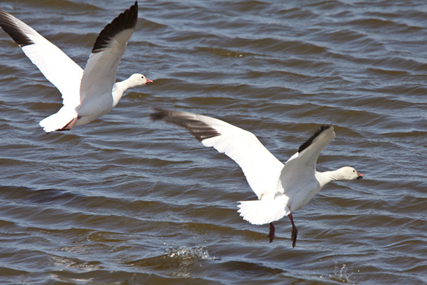 582px version of SnowGeese_610px.jpg