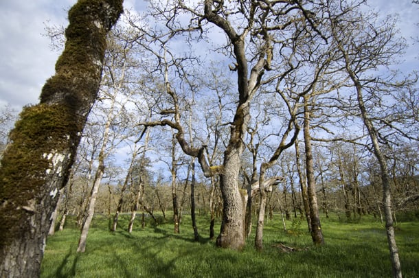 Cowichan Garry Oak Preserve