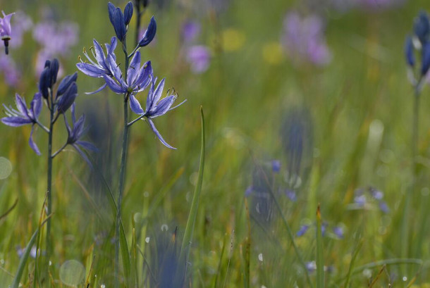 582px version of Blue Camas