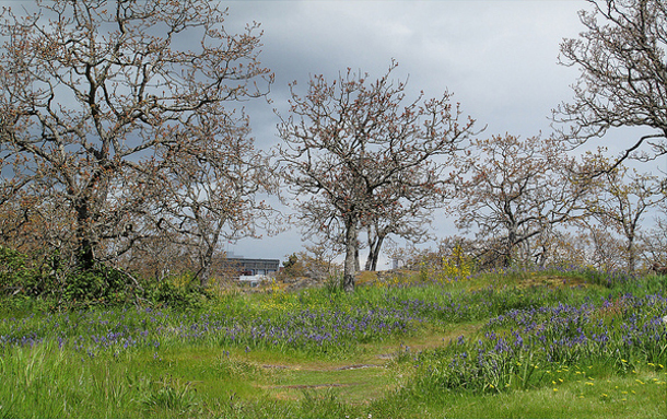 582px version of Garry Oak