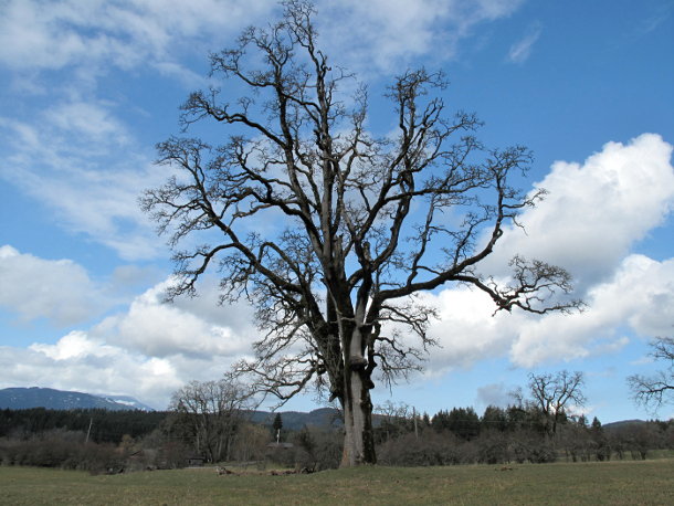 582px version of 'The Giant' in Cowichan Garry Oak Preserve